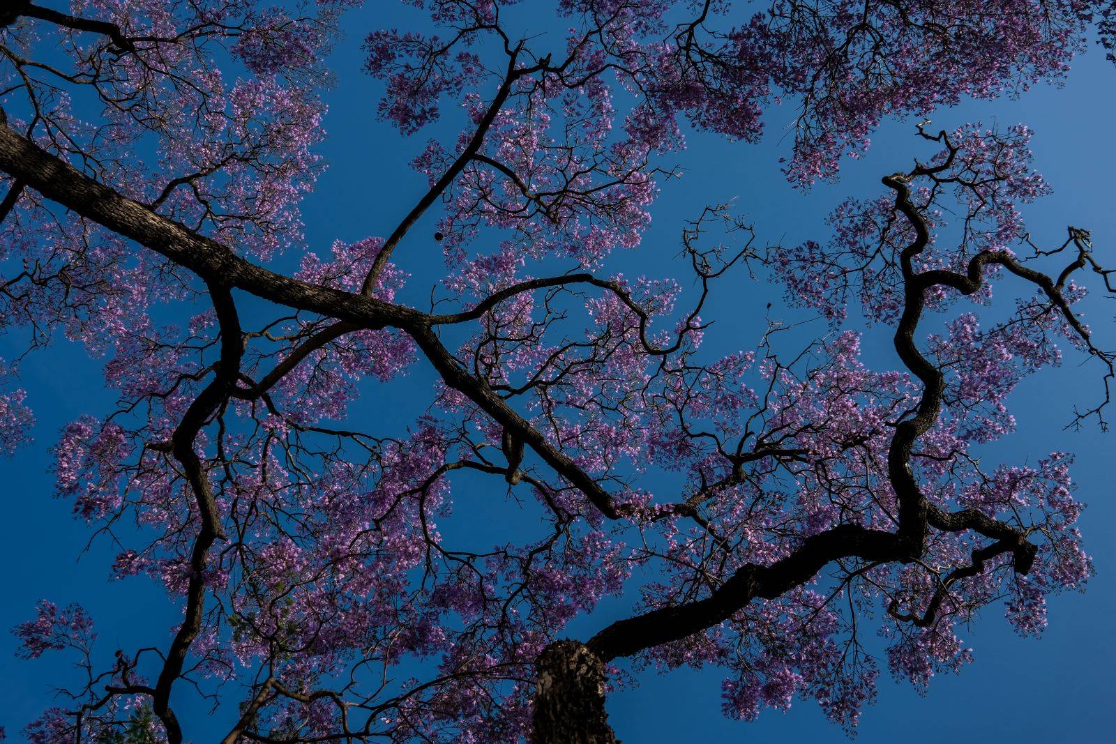 Consulter un ostéopathe en urgence pour les douleurs de dos chez l'enfant à Maisons-Laffitte, proche du Mesnil-le-Roi dans les Yvelines (78)